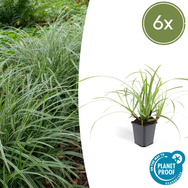 Japan-Segge ‚Ice Dance' – Carex morrowii