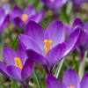 Blumenzwiebel-Set „Frühlingsboten“ – 125 Zwiebeln: Anemone, Narzisse & Krokus – im Set enthalten: Krokus ‚Ruby Giant' – Crocus tommasinianus