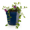 Kleines Immergrün ‚Atropurpurea' – Vinca minor – Ansicht 2