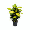 Wunderstrauch ‚Mrs. Iceton' – Codiaeum variegatum