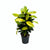 Wunderstrauch ‚Mrs. Iceton' – Codiaeum variegatum