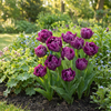 Gefüllte Tulpe ‚Double Lilac' – Tulipa – Ansicht 2