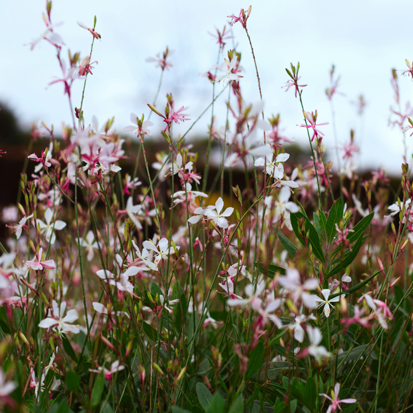 Prachtkerze ‚Whirling Butterflies' – Gaura lindheimeri – Ansicht 8