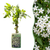 Echter Jasmin – Jasminum officinale – 1 Stück
