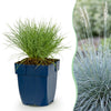Blauschwingel – Festuca glauca – Ø 11 cm · 15–25 cm, Blau