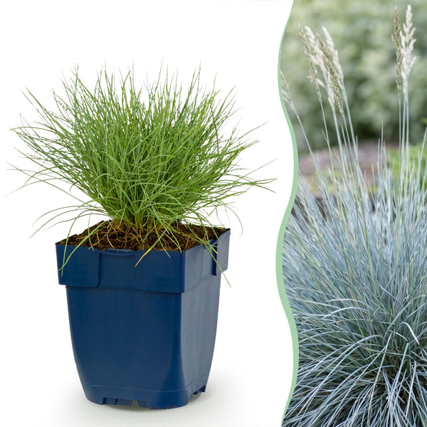 Blauschwingel – Festuca glauca – Ø 11 cm · 15–25 cm, Blau