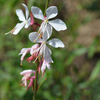 Prachtkerze – Gaura lindheimeri – Ansicht 7