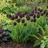 Schwarze Tulpe – Tulipa – Ansicht 2