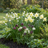 Blumenzwiebel-Set „Wet Garden" – Zwiebeln für feuchte Standorte – Ansicht 2