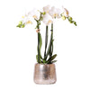 Schmetterlingsorchidee – Phalaenopsis amabilis