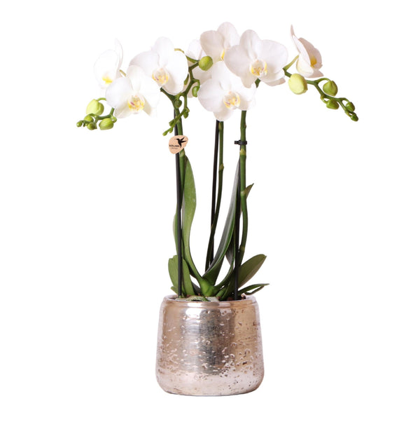 Schmetterlingsorchidee – Phalaenopsis amabilis