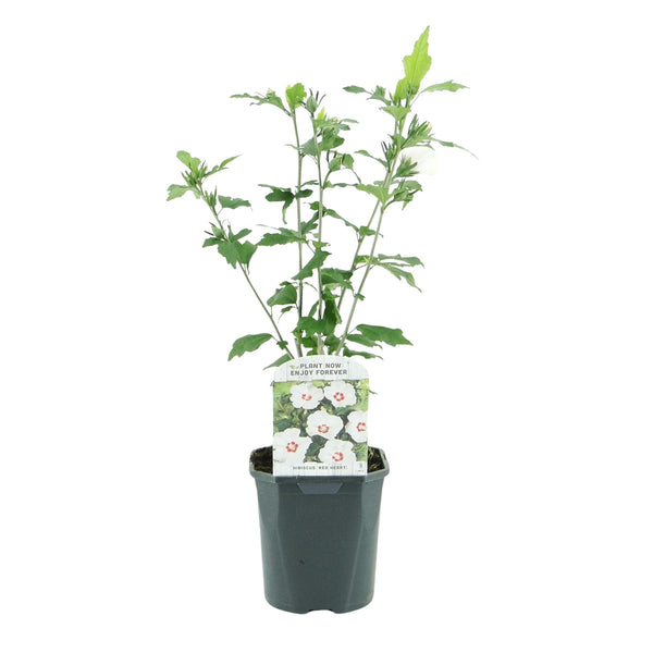 Garteneibisch ‚Red Heart' – Hibiscus syriacus – Ansicht 2
