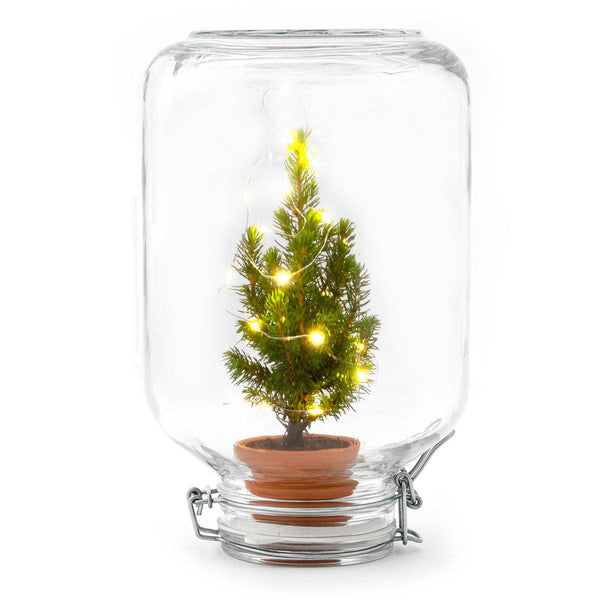 Ficus – Weihnachtsdekoration im Easyplant-Topf – Ansicht 2
