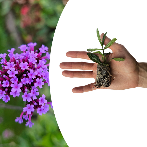 Eisenkraut – Verbena – Ansicht 7