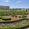 Buchsbaum ‚BetterBuxus Skylight' – Buxus sempervirens – Ansicht 5