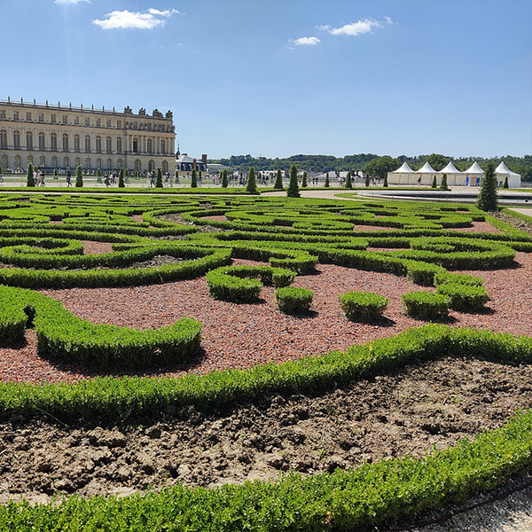 Buchsbaum ‚BetterBuxus Skylight' – Buxus sempervirens – Ansicht 5