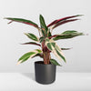 Korbmarante ‚Triostar' – Stromanthe sanguinea – Ansicht 8