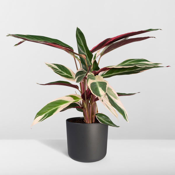 Korbmarante ‚Triostar' – Stromanthe sanguinea – Ansicht 8
