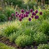 Kugelköpfiger Lauch – Allium sphaerocephalon – Ansicht 2