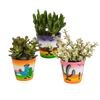 Sukkulenten-Set „Crassula-Mix“ – 3 Dickblatt-Pflanzen – Ansicht 7