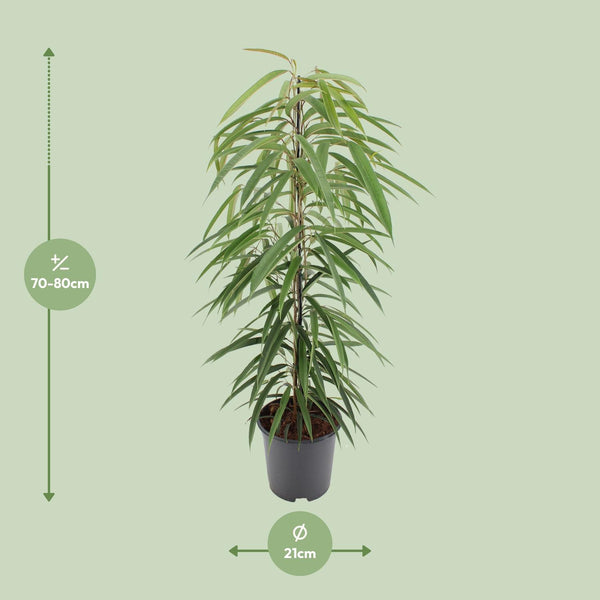 Feige ‚Alii' – Ficus binnendijkii – Ansicht 7