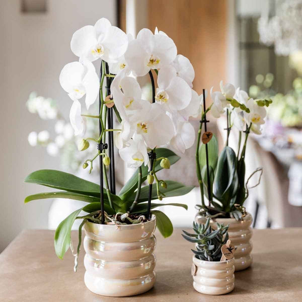 Übertopf Glow – Ansicht 3