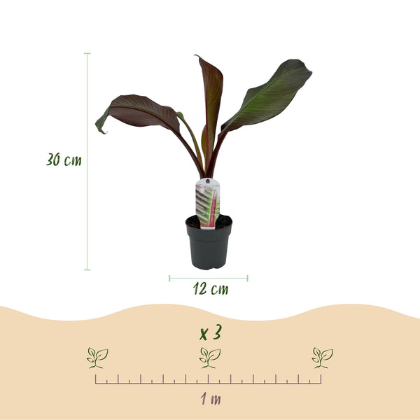 Abessinische Banane ‚Maurelii' – Ensete ventricosum – Ansicht 3