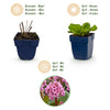 Bergenie – Bergenia cordifolia – Ansicht 4
