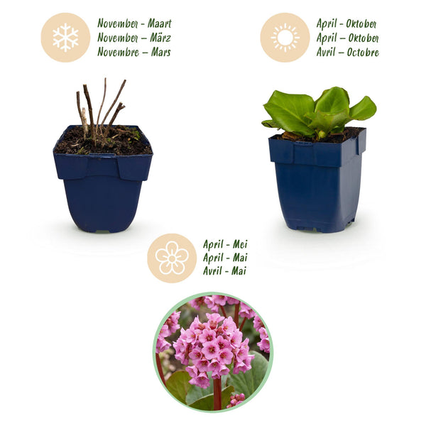 Bergenie – Bergenia cordifolia – Ansicht 4