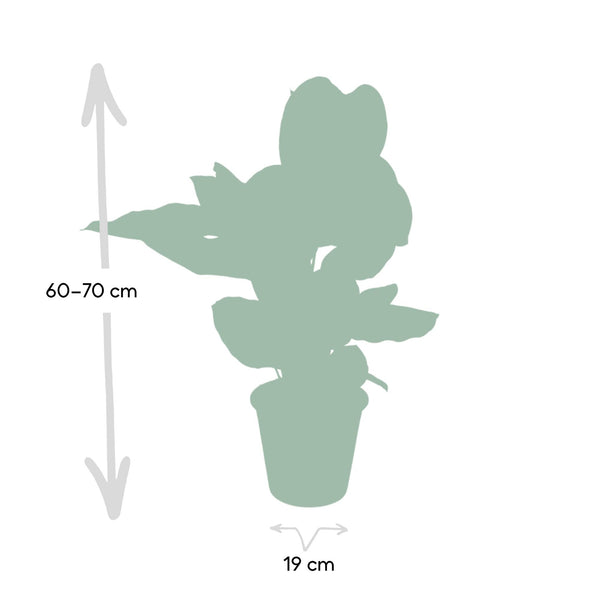 Korbmarante – Calathea ornata – Ansicht 3