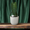 Philodendron melanochrysum – Ansicht 6