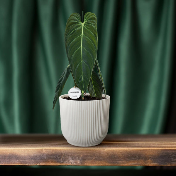 Philodendron melanochrysum – Ansicht 6