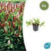 Kerzenknöterich ‚Darjeeling Red' – Persicaria affinis – 6 Stück