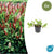 Kerzenknöterich ‚Darjeeling Red' – Persicaria affinis – 6 Stück