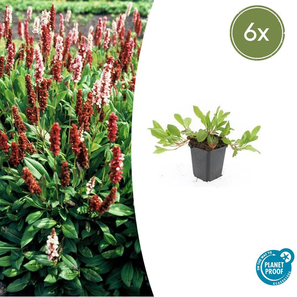 Kerzenknöterich ‚Darjeeling Red' – Persicaria affinis – 6 Stück