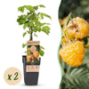 Himbeere ‚Fallgold' – Rubus idaeus