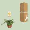 Zwergpfeffer ‚Hope' – Peperomia – Ansicht 3
