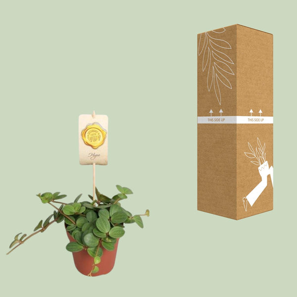 Zwergpfeffer ‚Hope' – Peperomia – Ansicht 3