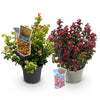Traubenheide-Duo – Leucothoe in Gelb & Rot – Ansicht 2