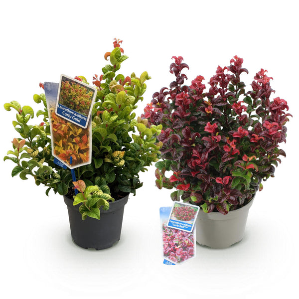 Traubenheide-Duo – Leucothoe in Gelb & Rot – Ansicht 2