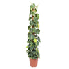 Baumfreund ‚Brasil' – Philodendron scandens – Moosstab