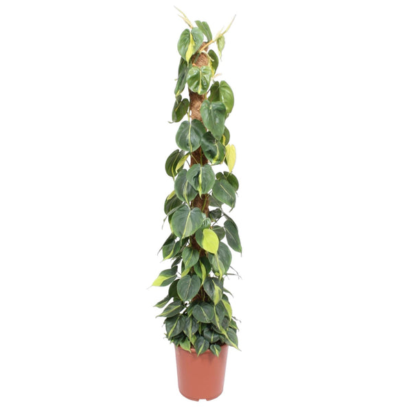 Baumfreund ‚Brasil' – Philodendron scandens – Moosstab
