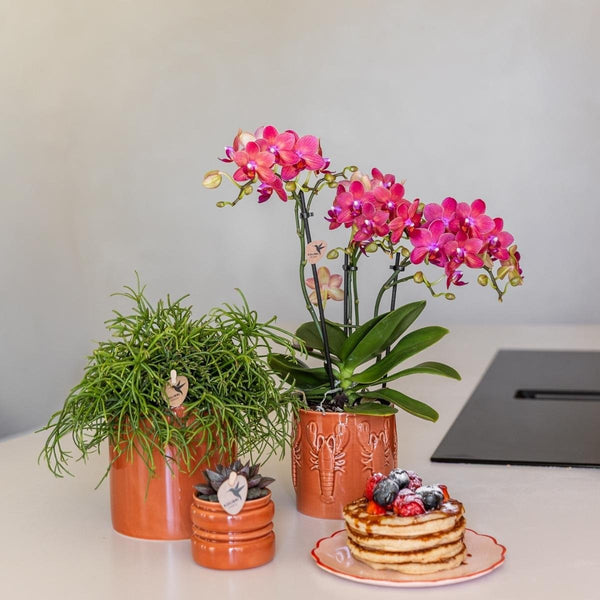 Schmetterlingsorchidee ‚Blossom Congo' – Phalaenopsis – Ansicht 5