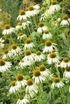 Weißer Sonnenhut ‚White Swan' – Echinacea purpurea – Ansicht 5
