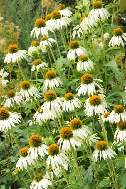 Weißer Sonnenhut ‚White Swan' – Echinacea purpurea – Ansicht 5