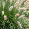 Lampenputzergras ‚Hameln' – Pennisetum alopecuroides – Ansicht 5