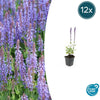 Steppensalbei ‚Caradonna' – Salvia nemorosa