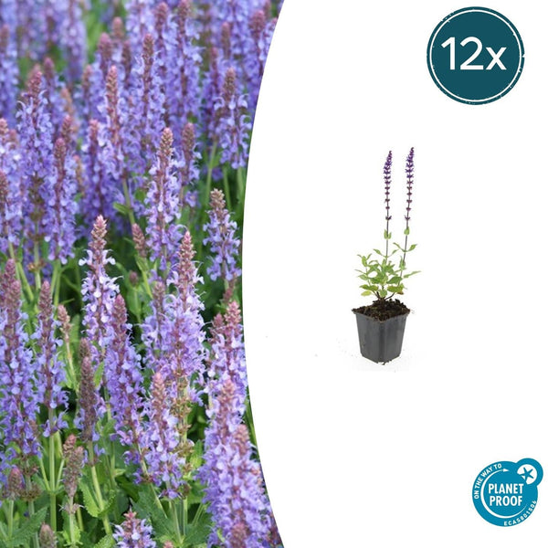 Steppensalbei ‚Caradonna' – Salvia nemorosa