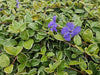 Kleines Immergrün ‚Argenteovariegata' – Vinca minor – Ansicht 5