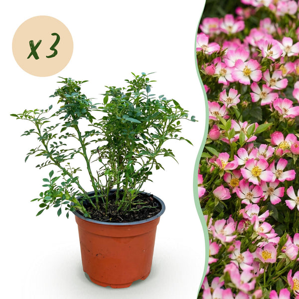 Rose ‚Cutie Pie' – Rosa